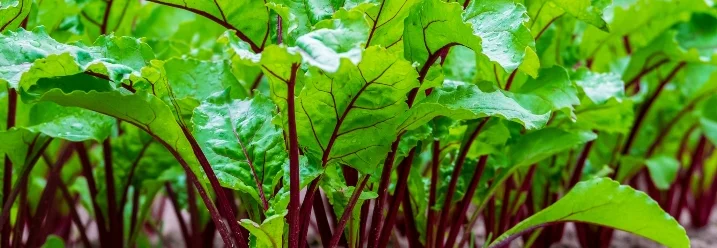 Rote Bete Pflanzen in einem Gartenbeet